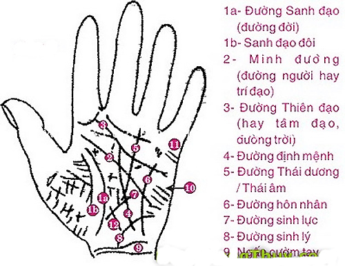 coi bói chỉ tay qua các đường cơ bản