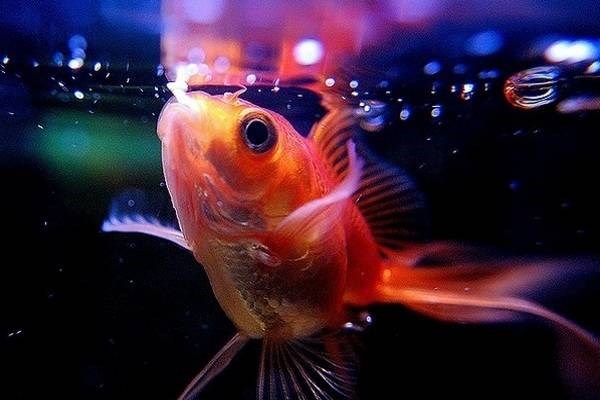 Kết quả hình ảnh cho phong thủy