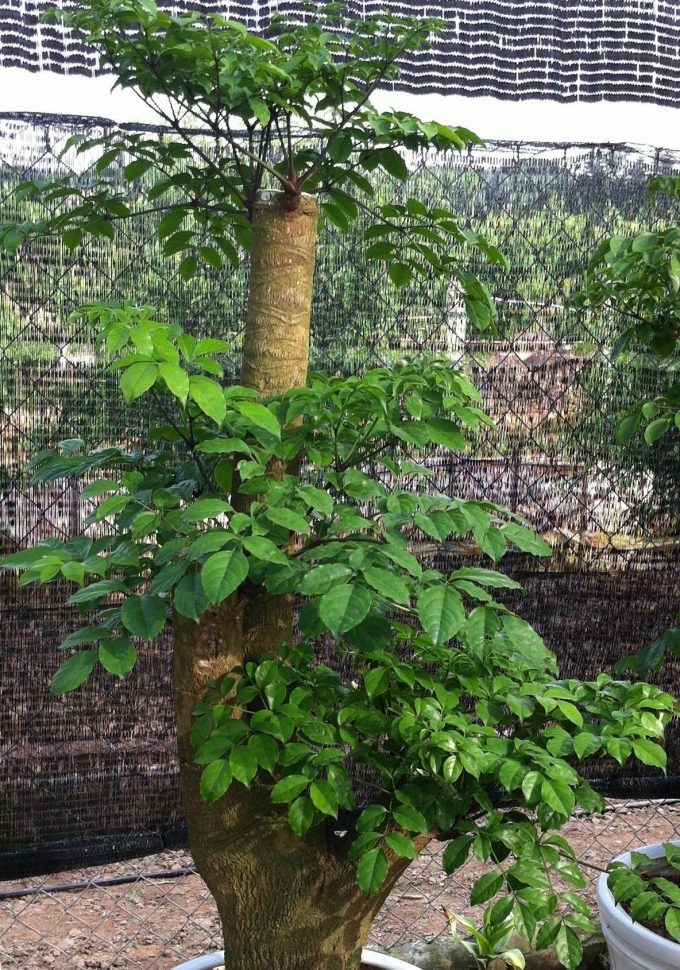 Cây Hạnh Phúc mang lại niềm vui và sức khỏe