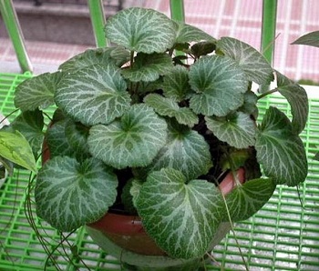 Xem hướng phòng ngủ tuổi Mậu Tý 1948