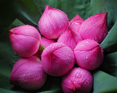 Dat loai hoa nay trong nha se 'hut' tai loc, may man - Anh 1