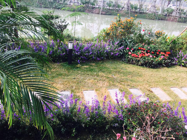 Cứ một vài ngày, chị Hạnh lại khoác tấm áo mới cho khu nhà mỗi khi có dịp gặp gỡ bạn bè hay sum họp gia đình. Đợt Tết nguyên đán vừa qua, chị chọn sắc tím chủ đạo của hoa violet để làm nổi bật ngôi biệt thự màu trắng của mình.