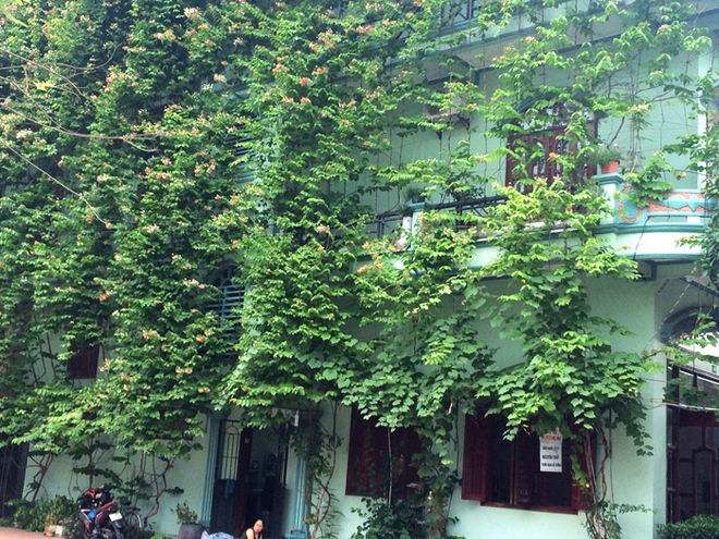 Giàn cây giải nhiệt cho ngôi nhà hướng Tây 3 mặt đường
