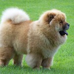 55423415-1323269039-Chow-Chow