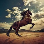 the-best-top-desktop-horse-wallpapers-25resized